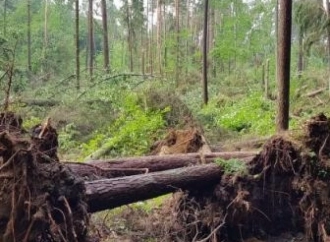 Trąba powietrzna zniszczyła las