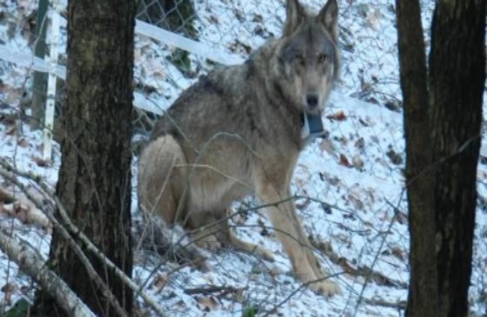 Wilk potrącony przez samochód w okolicach Ciechocinka, który dochodzi do zdrowia w ośrodku rehabilitacji zwierząt dzikich w Napromku koło Olsztynka, ma się coraz lepiej.